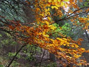 BOCCHETTA di BUDRIA (2216 m)-BIVACCO ZAMBONI (2007 m)-RIF. BALICCO (1995 m) ad anello-13ott25 - FOTOGALLERY